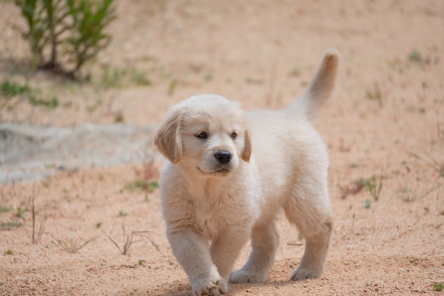 CACHORRO PERRO SEGUROS DE MASCOTA