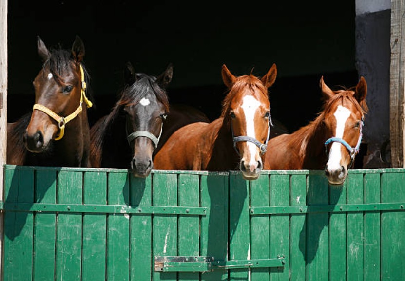 cuadra caballos. seguros de caballo