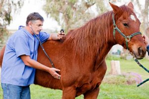 ATENCION VETERINARIA CABALLOS