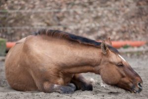 fallecimiento caballo