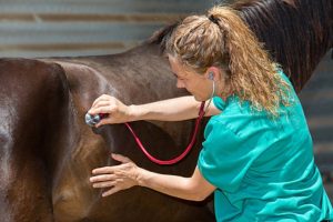 veterinarios-as caballos